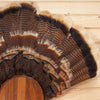 Excellent Wild Tom Turkey Tail Fan Mount with Wood base GB4102