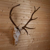 Excellent Sika Deer Skull & Antlers Taxidermy for Sale GB4107