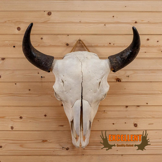 bison skull for sale