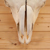 Excellent Bison Skull GB4108