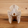 Excellent Hog Skull GB4111