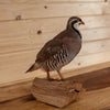 Excellent Chukar Perched Taxidermy Mount GB4115