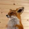 Excellent Red Fox Full Body Lifesize Taxidermy Mount GB4117