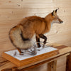 Excellent Red Fox Full Body Lifesize Taxidermy Mount GB4118