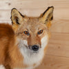 Excellent Red Fox Full Body Lifesize Taxidermy Mount GB4118