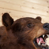 Nice Black Bear Taxidermy Shoulder Mount GB4121