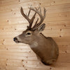 Premier 8X6 14 Point Whitetail Buck Deer Taxidermy Shoulder Mount GB4122