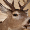 Premier 8X6 14 Point Whitetail Buck Deer Taxidermy Shoulder Mount GB4122