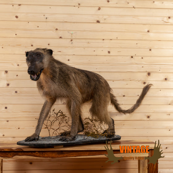 african baboon lifesize full body taxidermy mount for sale