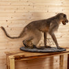 Vintage Baboon Full Body Lifesize Taxidermy Mount GB4125
