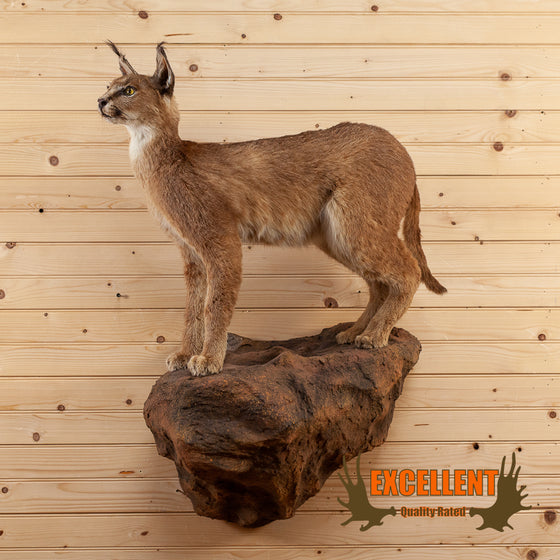 African caracal cat full body lifesize taxidermy mount for sale
