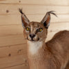 Excellent Caracal Full Body Lifesize Taxidermy Mount GB4127
