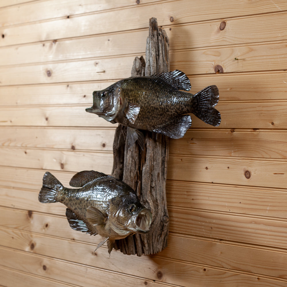 Excellent Real Crappie Taxidermy Mount GB4129