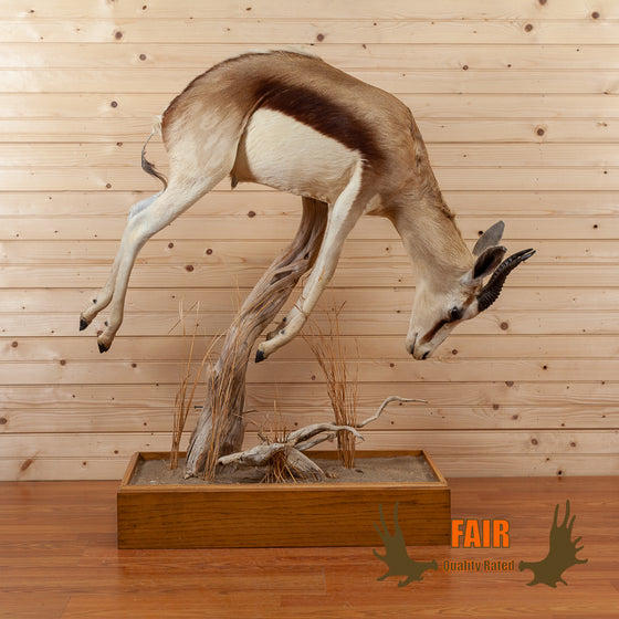 African springbok lifesize full body taxidermy mount for sale