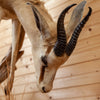 African Springbok Life-size Full Body Taxidermy Mount GB4130