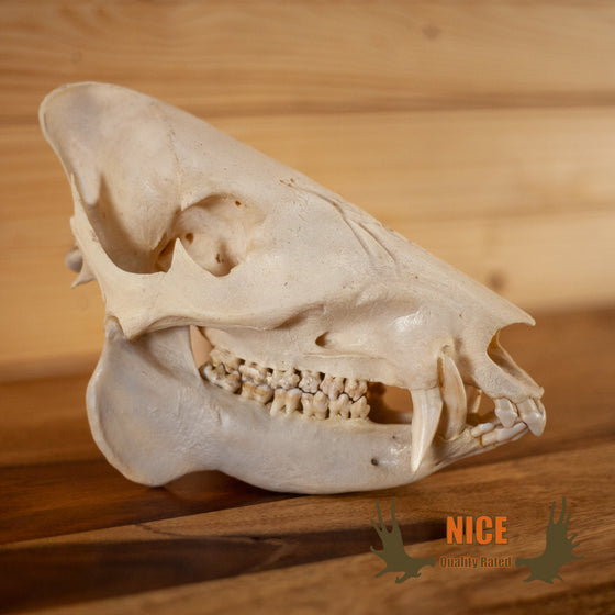 javelina collared peccary skull for sale