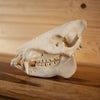 Nice Javelina Taxidermy Skull GB4135