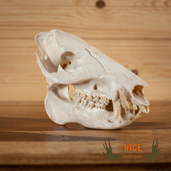 javelina collared peccary skull for sale