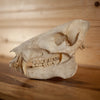 Nice Javelina Taxidermy Skull GB4136