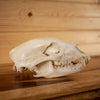 Nice Medium-sized Black Bear Skull GB4137