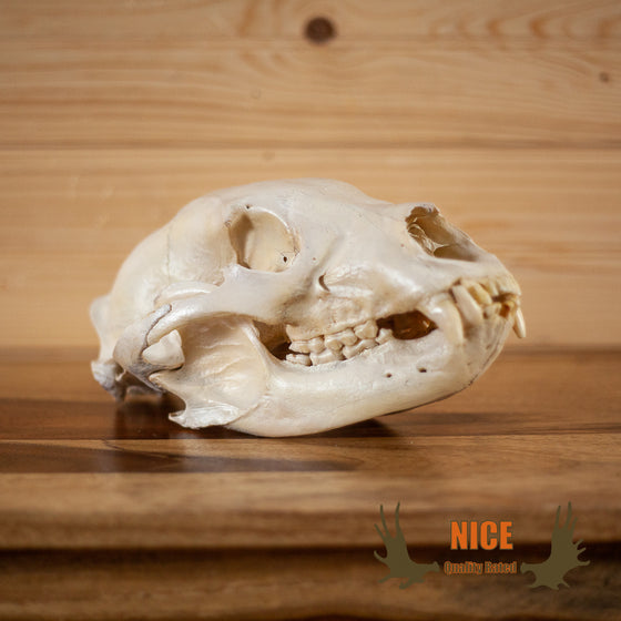 black bear taxidermy skull for sale