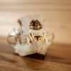 Nice Medium-sized Black Bear Skull GB4138