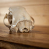 Nice Medium-sized Black Bear Skull GB4138