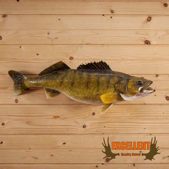 walleye taxidermy reproduction fish mount for sale
