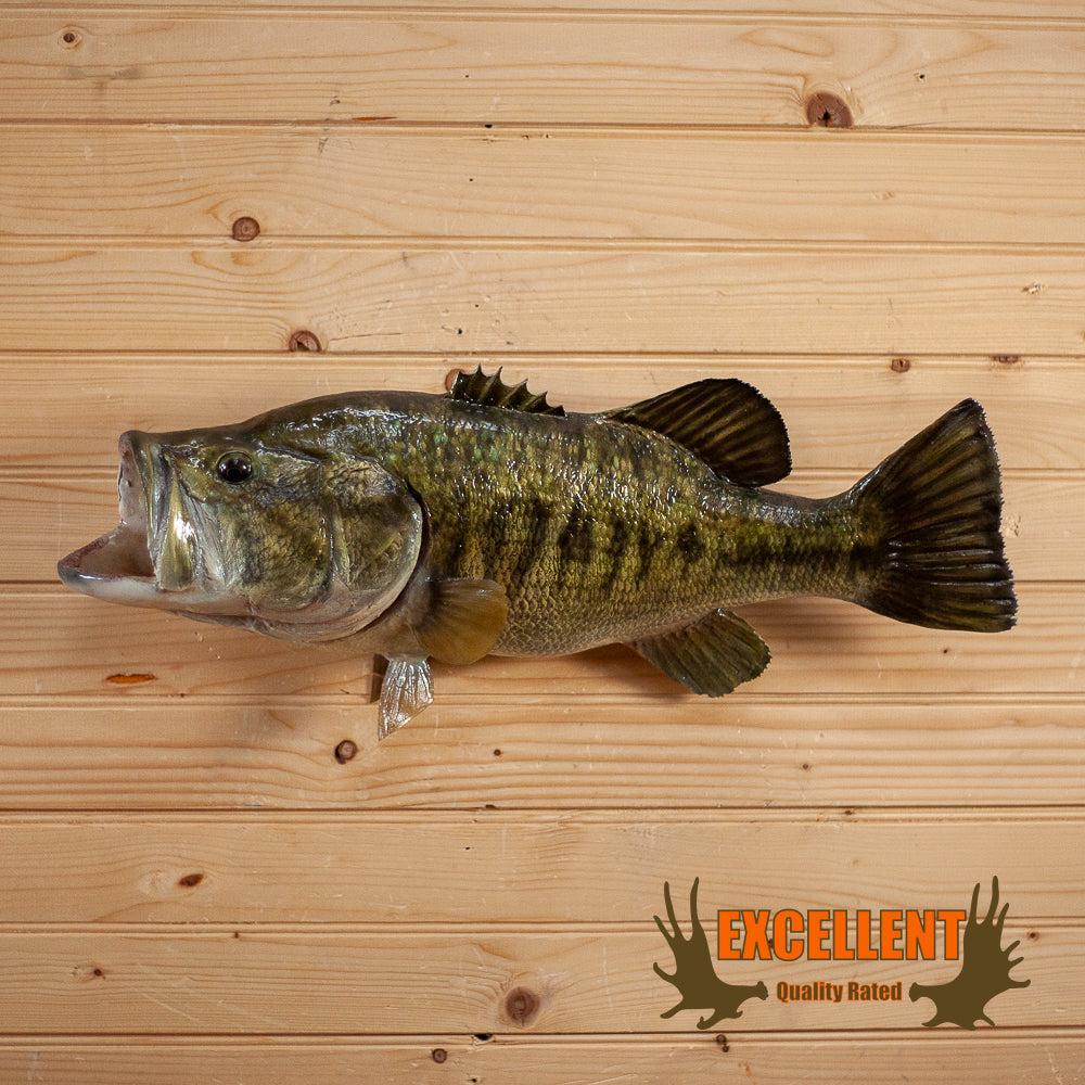 Largemouth Bass Taxidermy Fish Mount For Sale