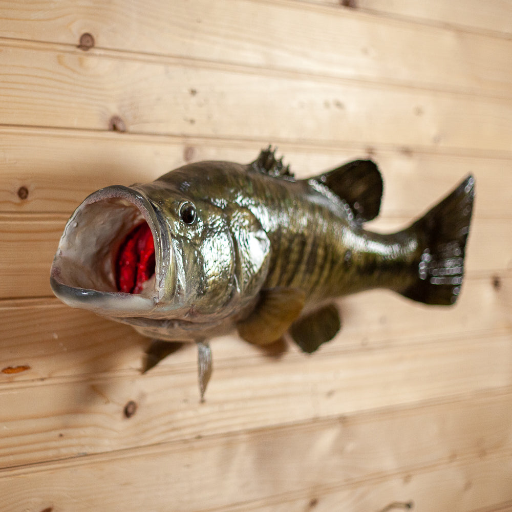 Excellent Reproduction Largemouth Bass Full Body Taxidermy Mount