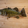 Excellent Reproduction Largemouth Bass Full Body Taxidermy Mount GB4143
