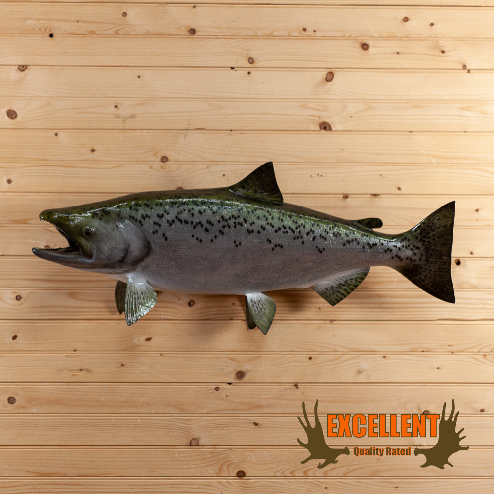 Excellent Reproduction Chinook King Salmon Full Body Taxidermy