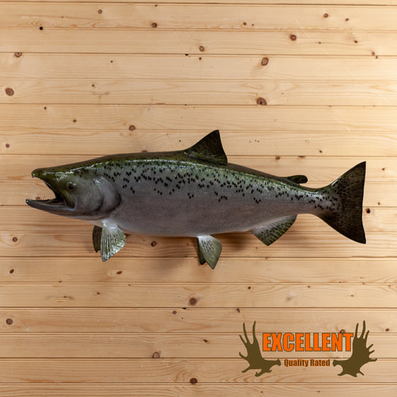 pacific salmon full body taxidermy reproduction for sale