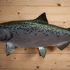 Excellent Reproduction Chinook King Salmon Full Body Taxidermy Mount GB4144