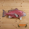 red snapper reproduction taxidermy fish mount for sale
