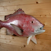 Excellent Reproduction Red Snapper Full Body Taxidermy Mount GB4145
