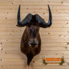 African black wildebeest taxidermy shoulder mount for sale