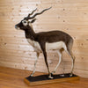 Excellent Blackbuck Antelope Full Body Lifesize Taxidermy Mount GB4150
