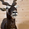 Excellent Blackbuck Antelope Full Body Lifesize Taxidermy Mount GB4150