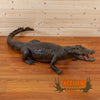 excellent full-body lifesize alligator taxidermy mount for sale