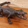 Excellent Real Skin Full-body Lifesize Alligator Taxidermy Mount GB5010