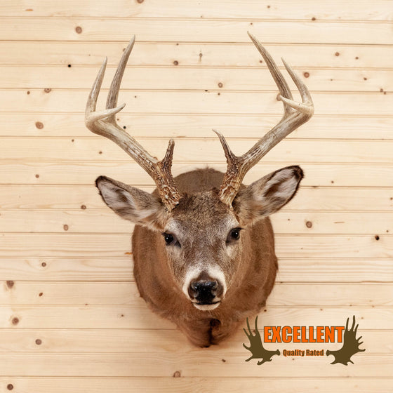 8 point whitetail buck taxidermy shoulder mount for sale