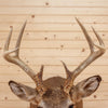 Excellent 8 Point Whitetail Buck Deer Taxidermy Shoulder Mount GB5035