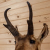 Vintage Pronghorn Antelope Taxidermy Shoulder Mount GB5039