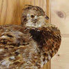 Grouse Bird Taxidermy Mount for Sale