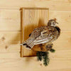 Mounted Grouse for Sale