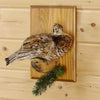 Taxidermied Grouse Mount for Sale