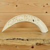 Hippo Tusks for Sale