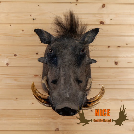 African warthog taxidermy shoulder mount for sale