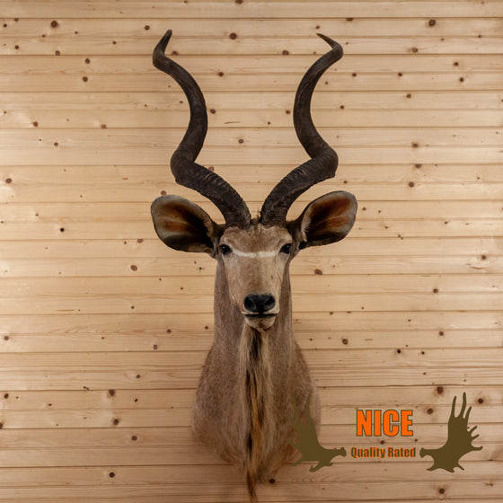 African greater kudu taxidermy shoulder mount for sale